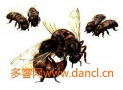 蜂蜜美容_利用蜂王换王方法
