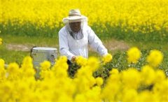 蜂王人工授精技术介绍_蜂蜜价