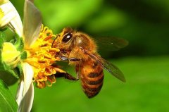 蜂蜜价格_蜂群室内越冬方法技