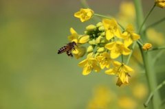 蜂蜜美容_中蜂蜂群失蜂王后易