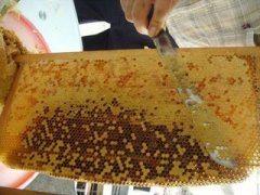 中蜂巢脾的使用和作用_土蜂蜜