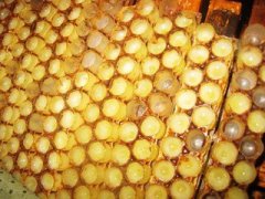欧洲黑蜂的形态与养殖_蜂蜜真