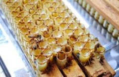 小蜜蜂工蜂的养殖_蜂蜜价格