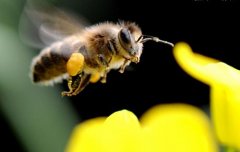 被蜜蜂蛰有什么好处_农家蜂蜜