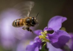 养蜂技术要点_农家蜂蜜