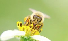 农家蜂蜜_蜜蜂人工育王的方法