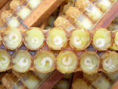 蜜蜂春季繁殖的新方法_蜂蜜真