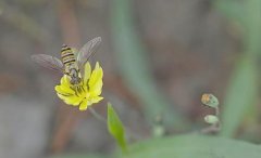 土蜂蜜_春季蜜蜂保温和养殖要