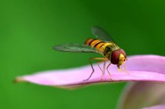 冬季蜜蜂安全越冬管理技术_蜂