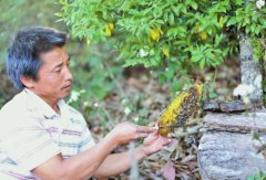 蜂蜜价格_蜜蜂越冬饲料准备和