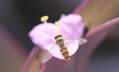 蜂蜜美容_如何帮助蜜蜂安全度