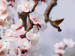 土蜂蜜_山蜂家养效益高,山蜂家