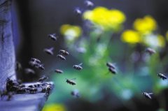 蜂蜜真假_逃蜂的预防,如何预防