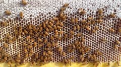 蜂蜜价格_分蜂新方法―端老窝