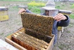 夏季养蜂5条管理措施_土蜂蜜