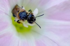 蜂蜜价格_夏季养蜂要注意什么