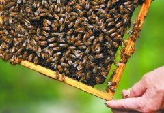 蜜蜂养殖户中蜂新法饲养失败