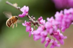 蜂蜜知识_春夏季蜜蜂产蜜期的