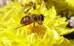 蜜蜂越冬后期要重“四防” 