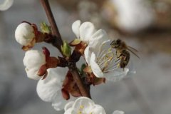 养好蜜蜂的关键措施有哪些,养